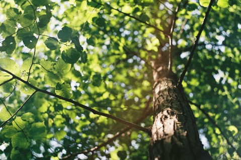 Close up of tree trunk and leaves