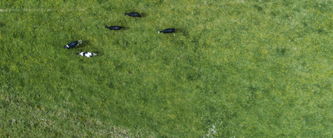 Ariel view of cows