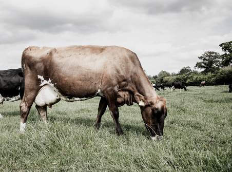 Cow grazing