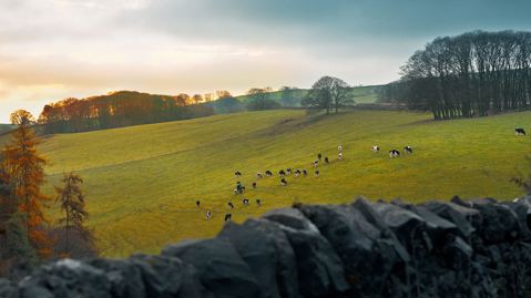 Cows grazing in feild