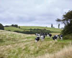 Cows walking in field