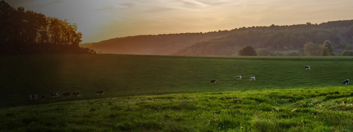 Cows in a field in the early morning