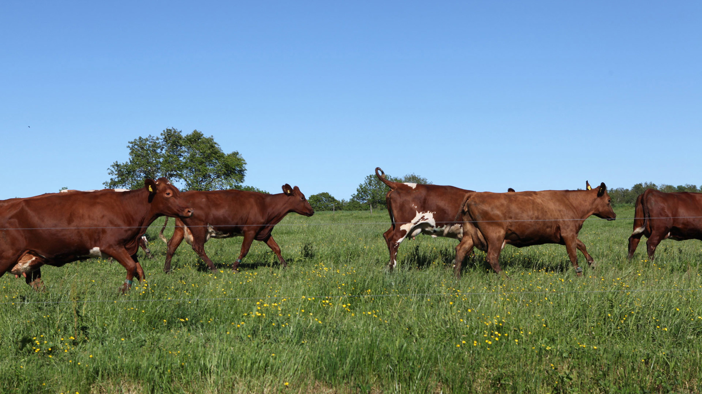Cows running through a field