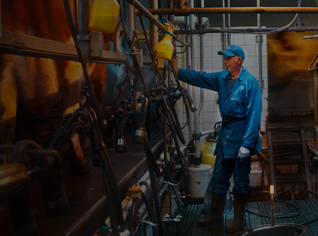 A farmer attending to a row of milking machines