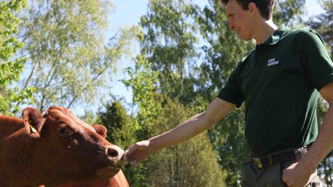 An Arla farmer petting a cow