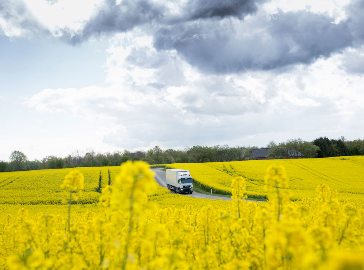 A truck driving through fields of yellow flowers