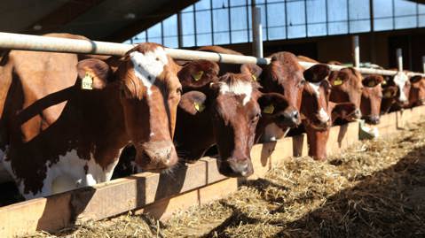 A row of cows inside a barn