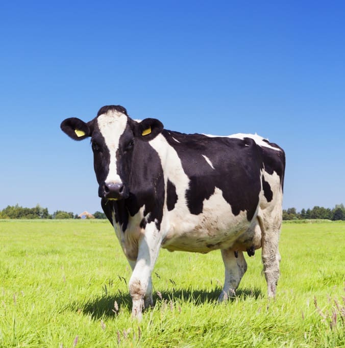 Image of cow in a field